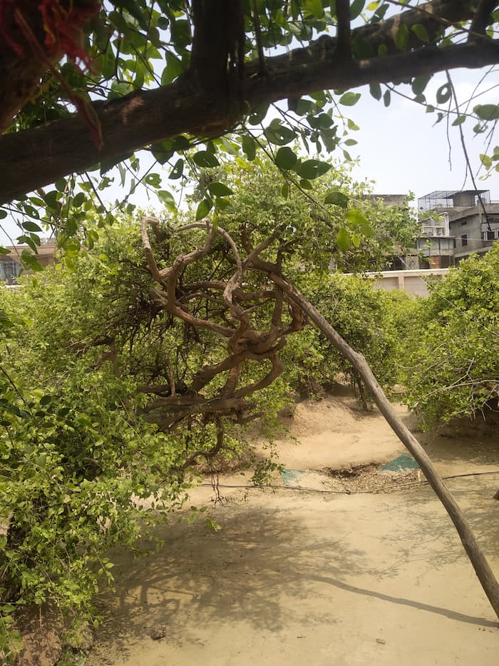 Vrindavan me ghumne ki jagah Nidhivan